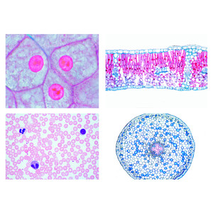 LIEDER Sec. School, Cells, Tissues and Organs, 13 microscope slides